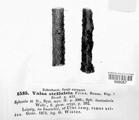 Eutypella stellulata image